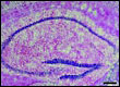 hippocampal brain section